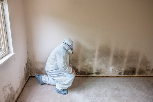 Best Attic Mold Remediation in Oakboro, NC