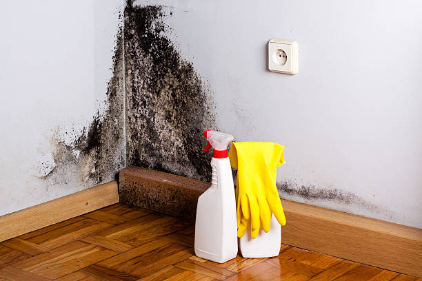 Best Bathroom Mold Remediation in Oakboro, NC
